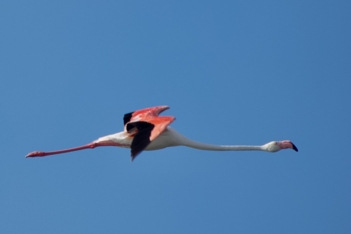 Greater Flamingo - ML641185530