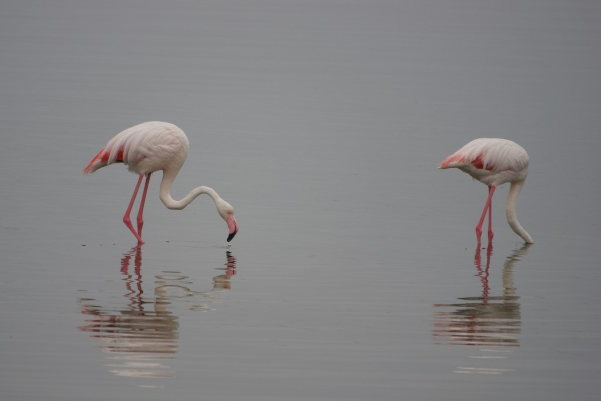 Greater Flamingo - ML641185531