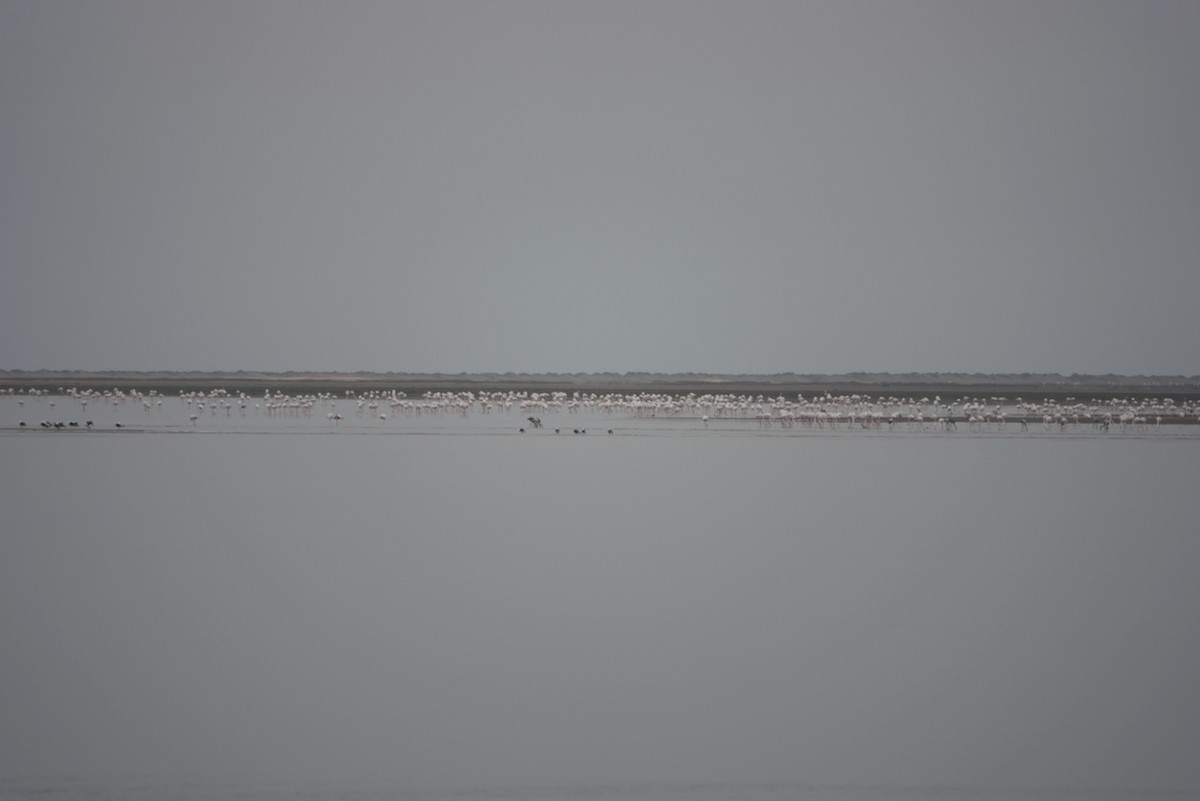 Greater Flamingo - ML641185532