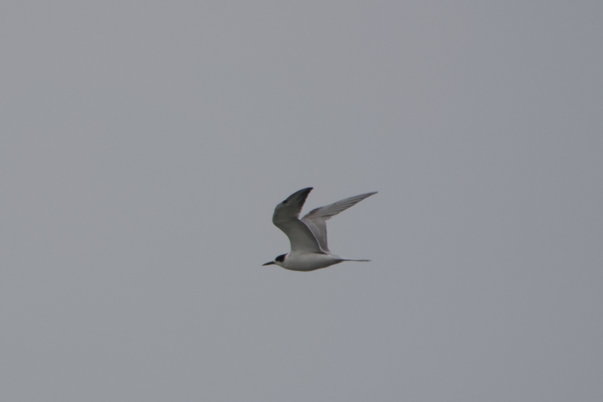 Common Tern - ML641185544