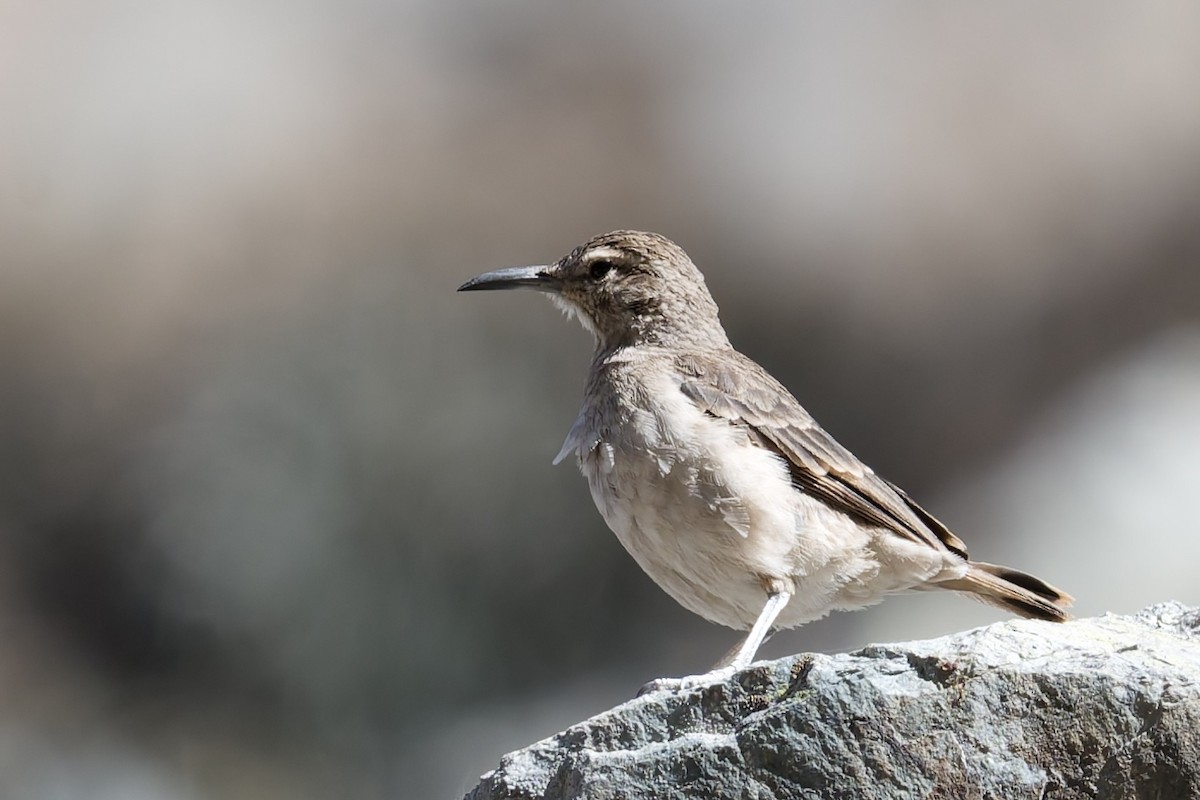 Thick-billed Miner - ML641185570