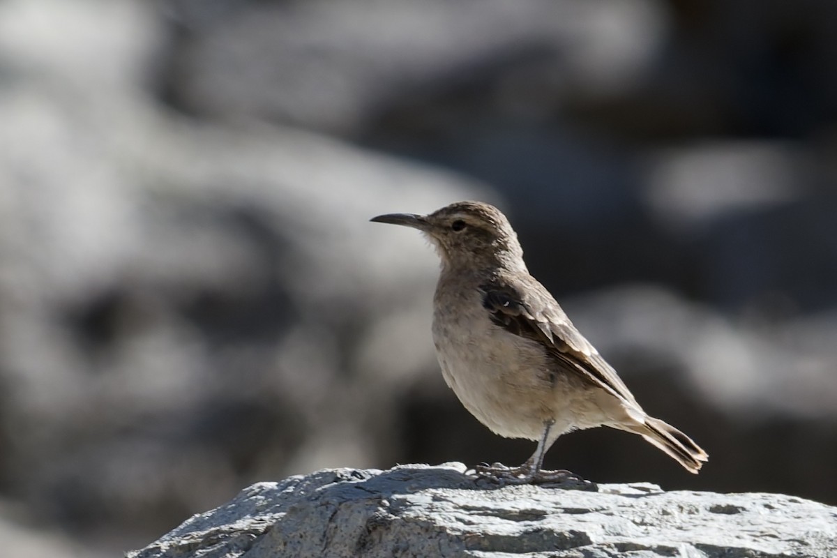Thick-billed Miner - ML641185571