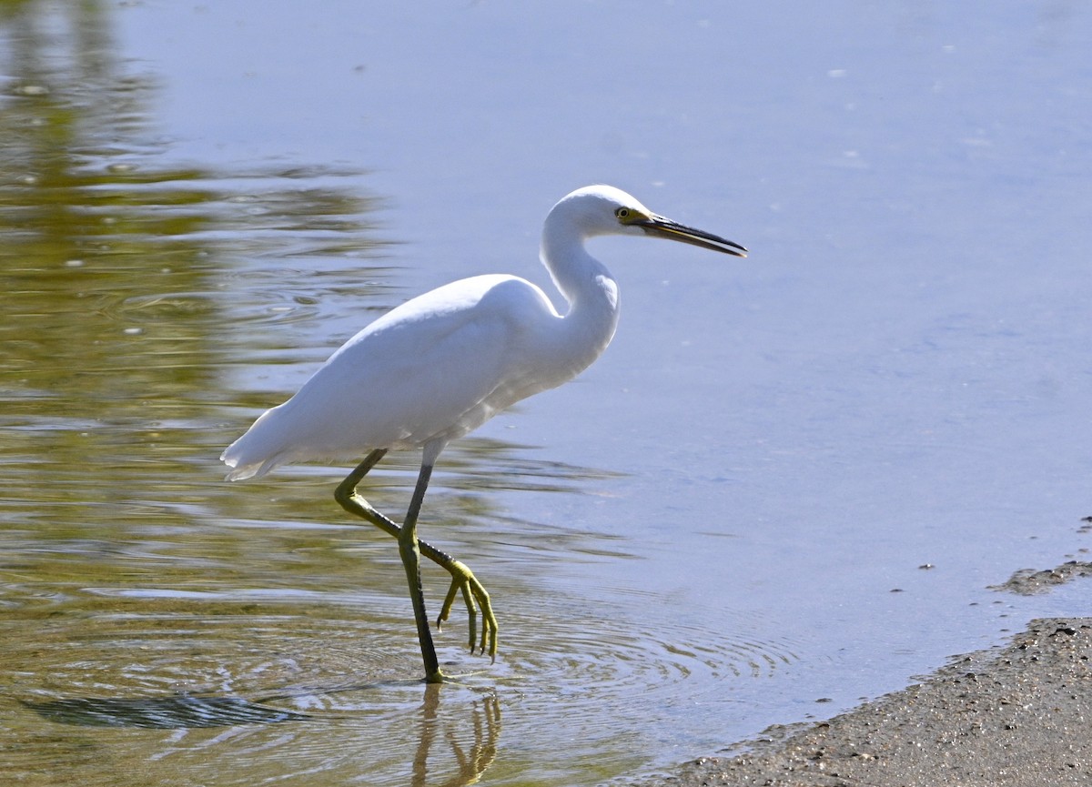 Snowy Egret - ML641185628