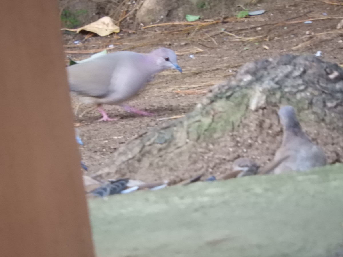 White-tipped Dove - ML641185631