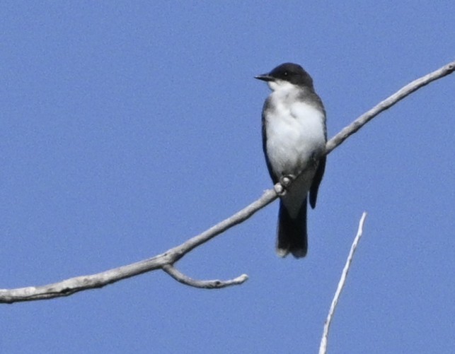Eastern Kingbird - ML641185665