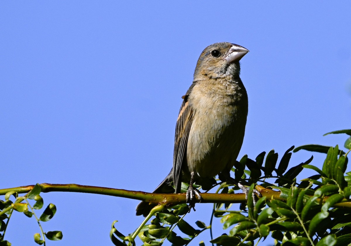 Blue Grosbeak - ML641185735