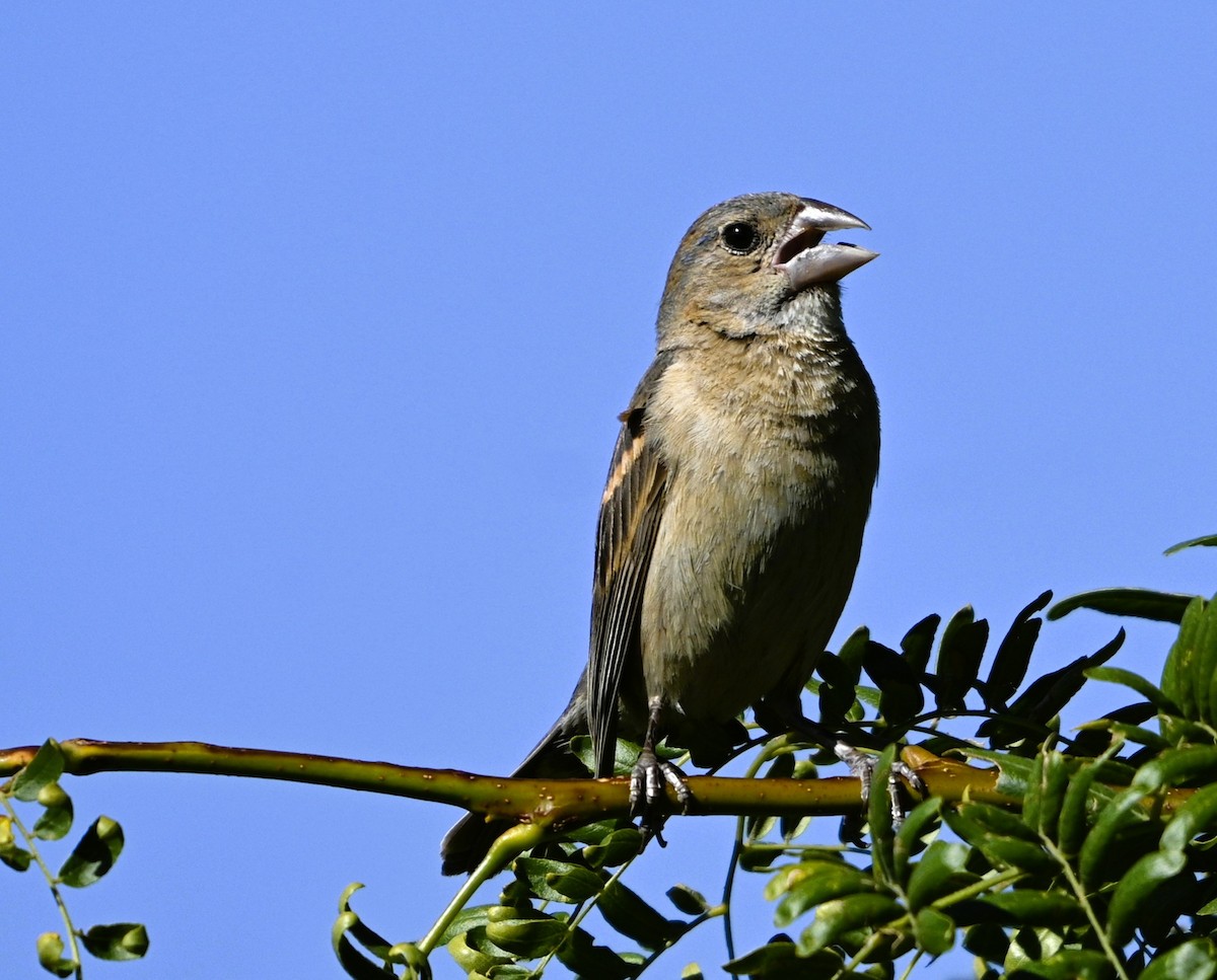 Blue Grosbeak - ML641185764