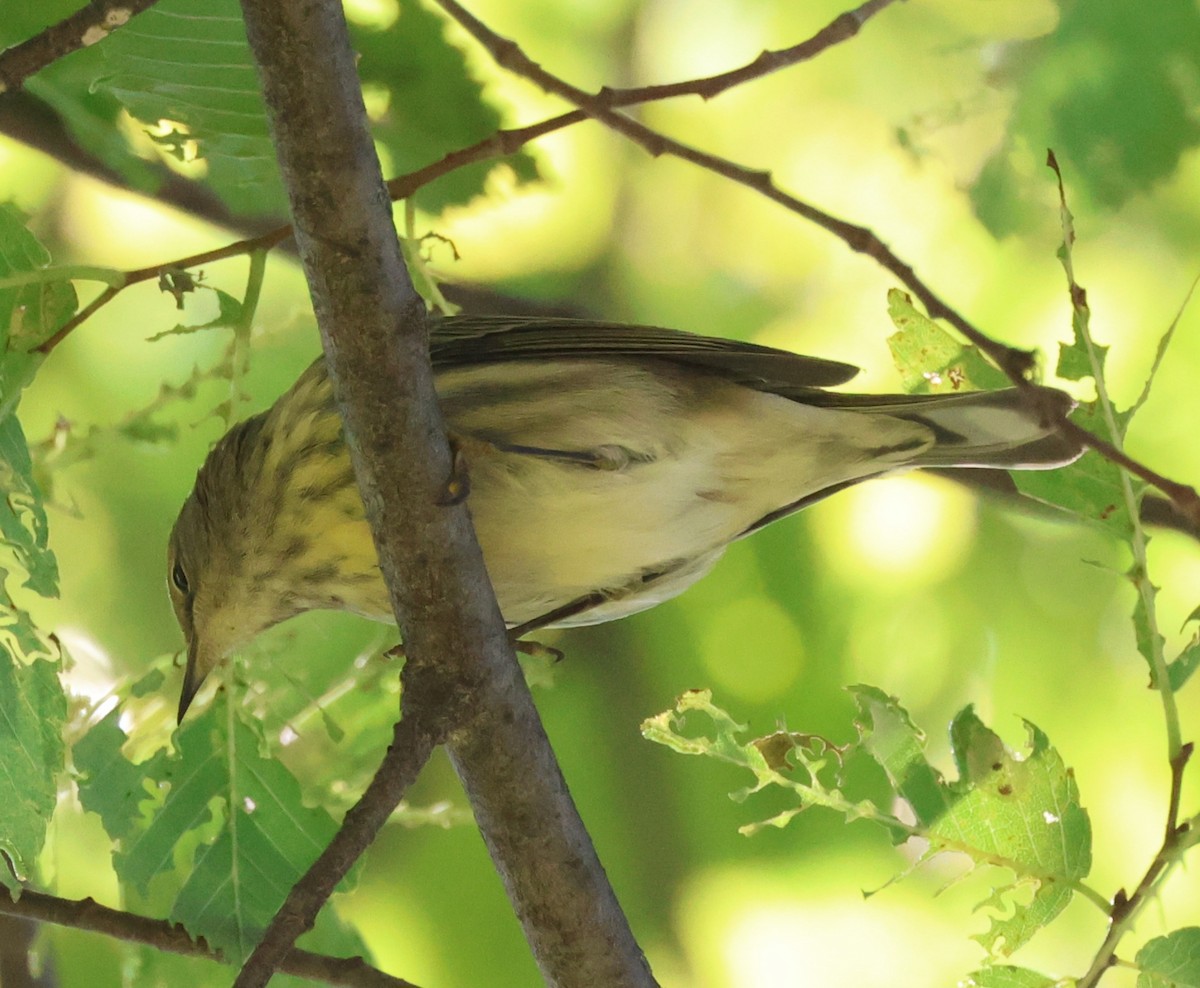 Cape May Warbler - ML641185800