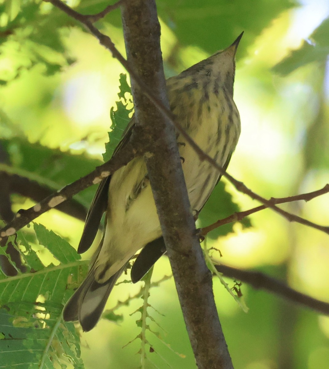 Cape May Warbler - ML641185801