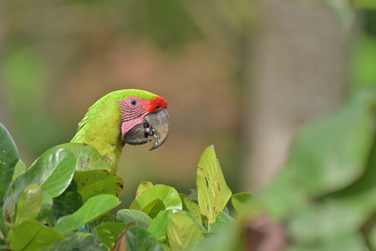 Great Green Macaw - ML641185805