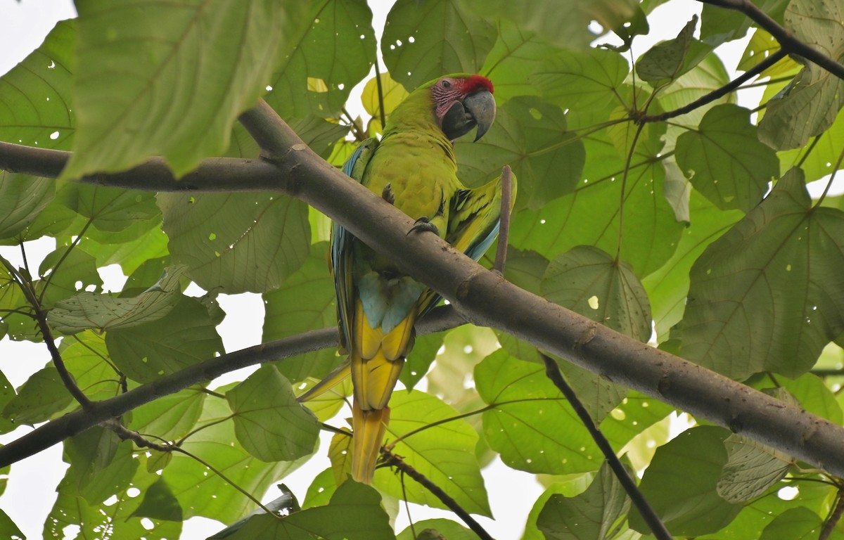 Great Green Macaw - ML641185806