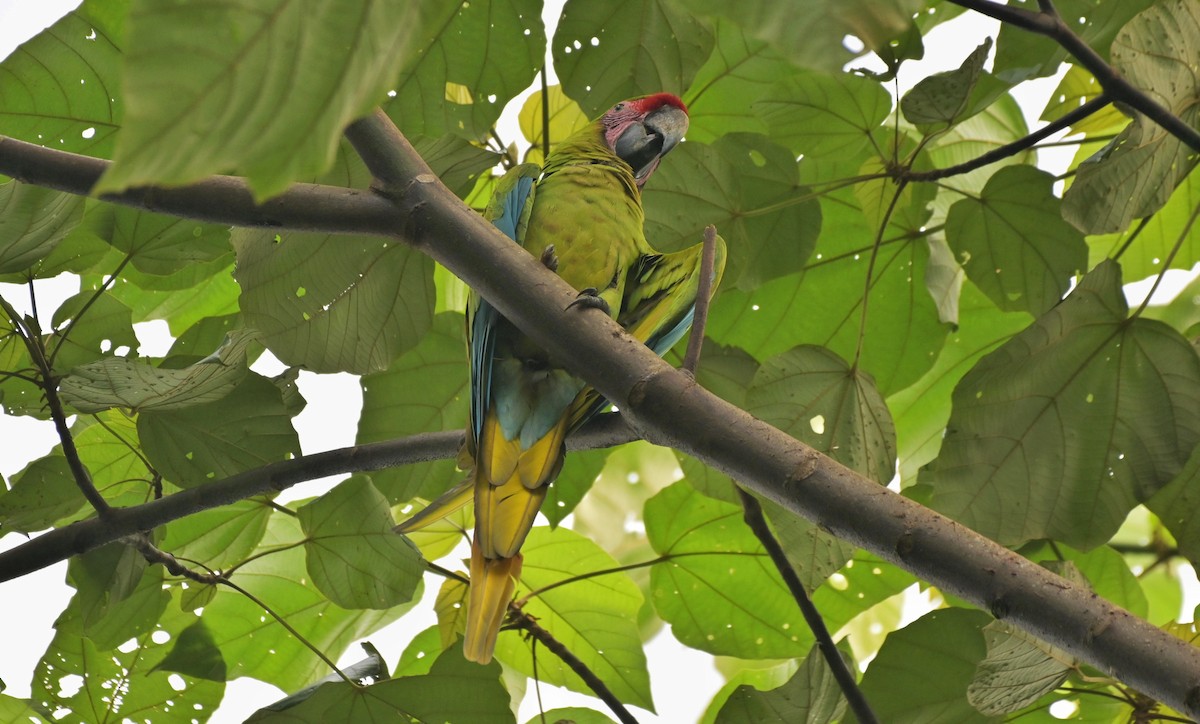 Great Green Macaw - ML641185807