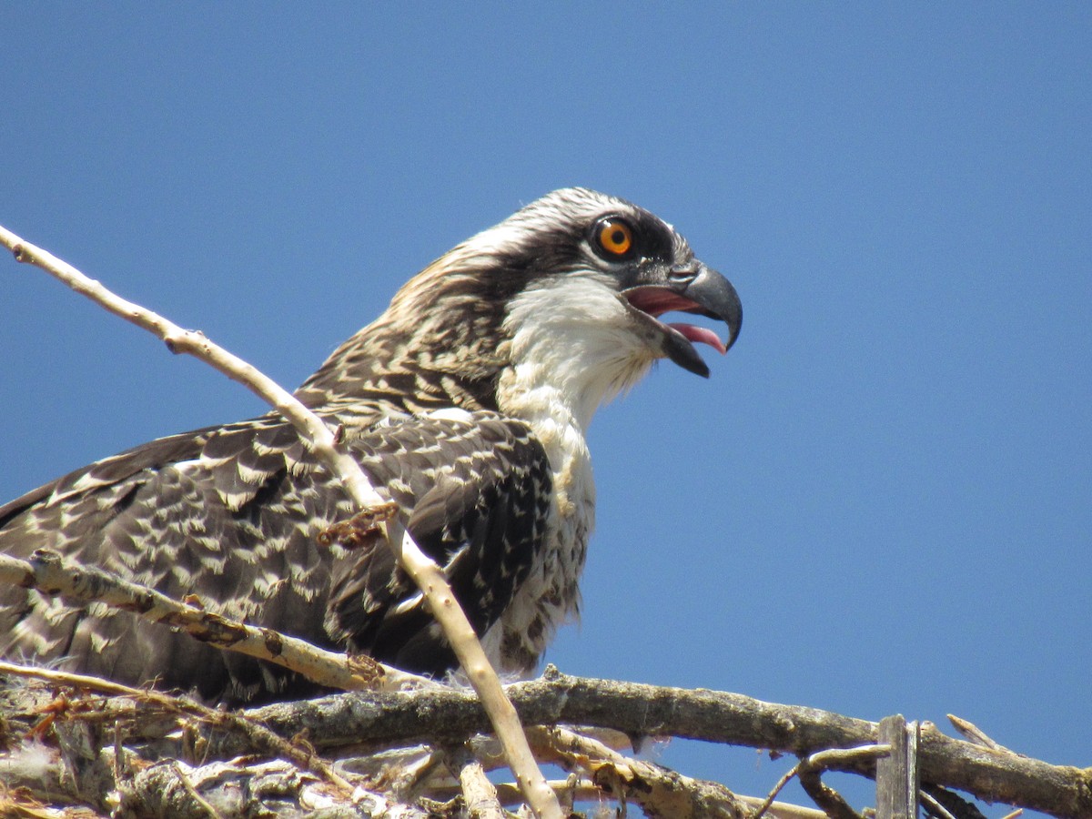 Águila Pescadora - ML64118581