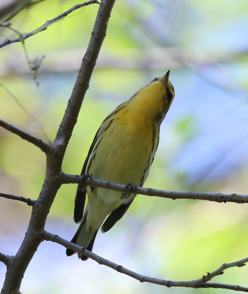 Blackburnian Warbler - ML641185823