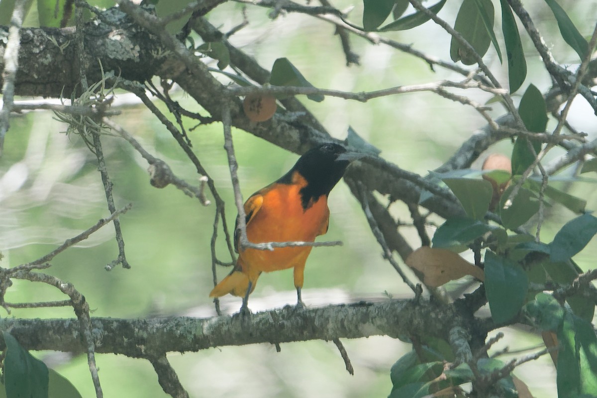 Baltimore Oriole - ML641185838