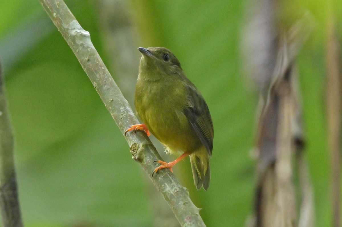 White-collared Manakin - ML641185839