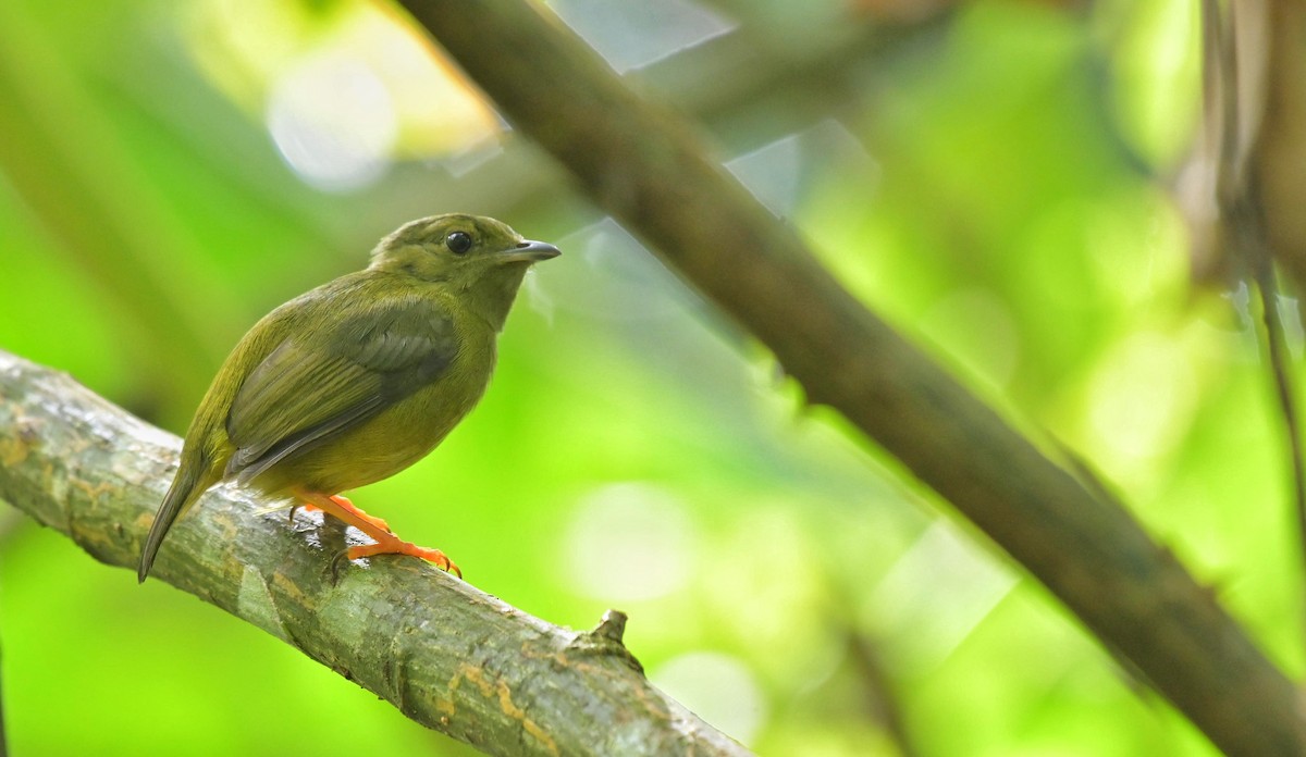 White-collared Manakin - ML641185840