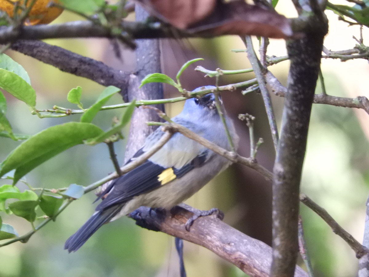 Yellow-winged Tanager - ML641185847