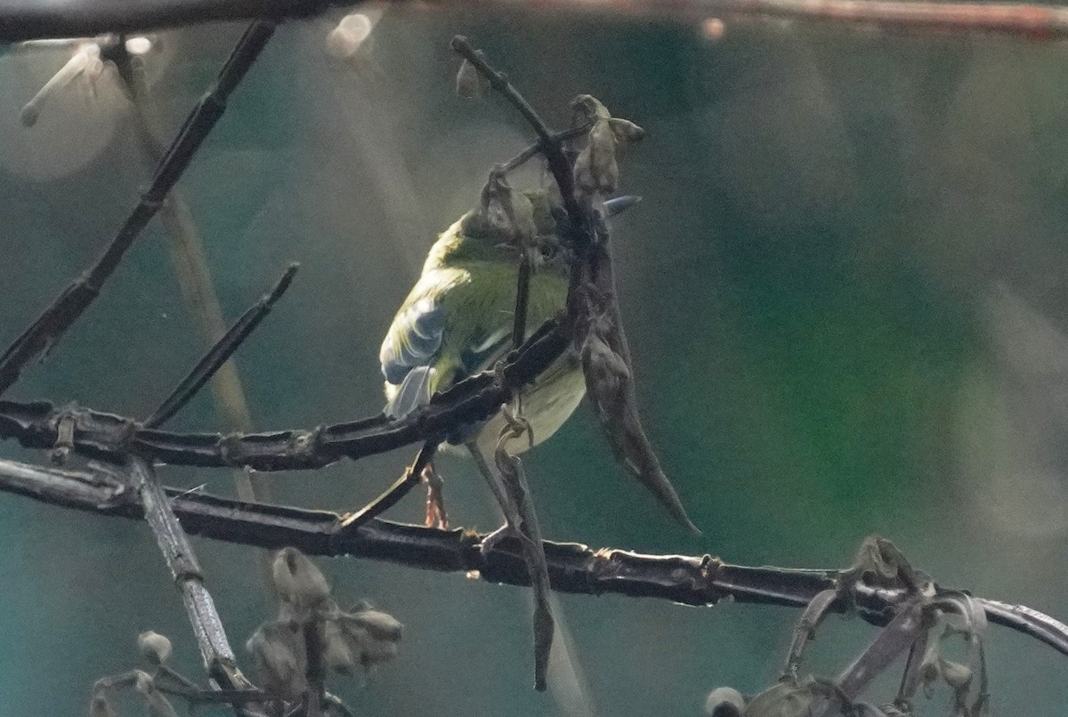 Hangnest Tody-Tyrant - ML641185850