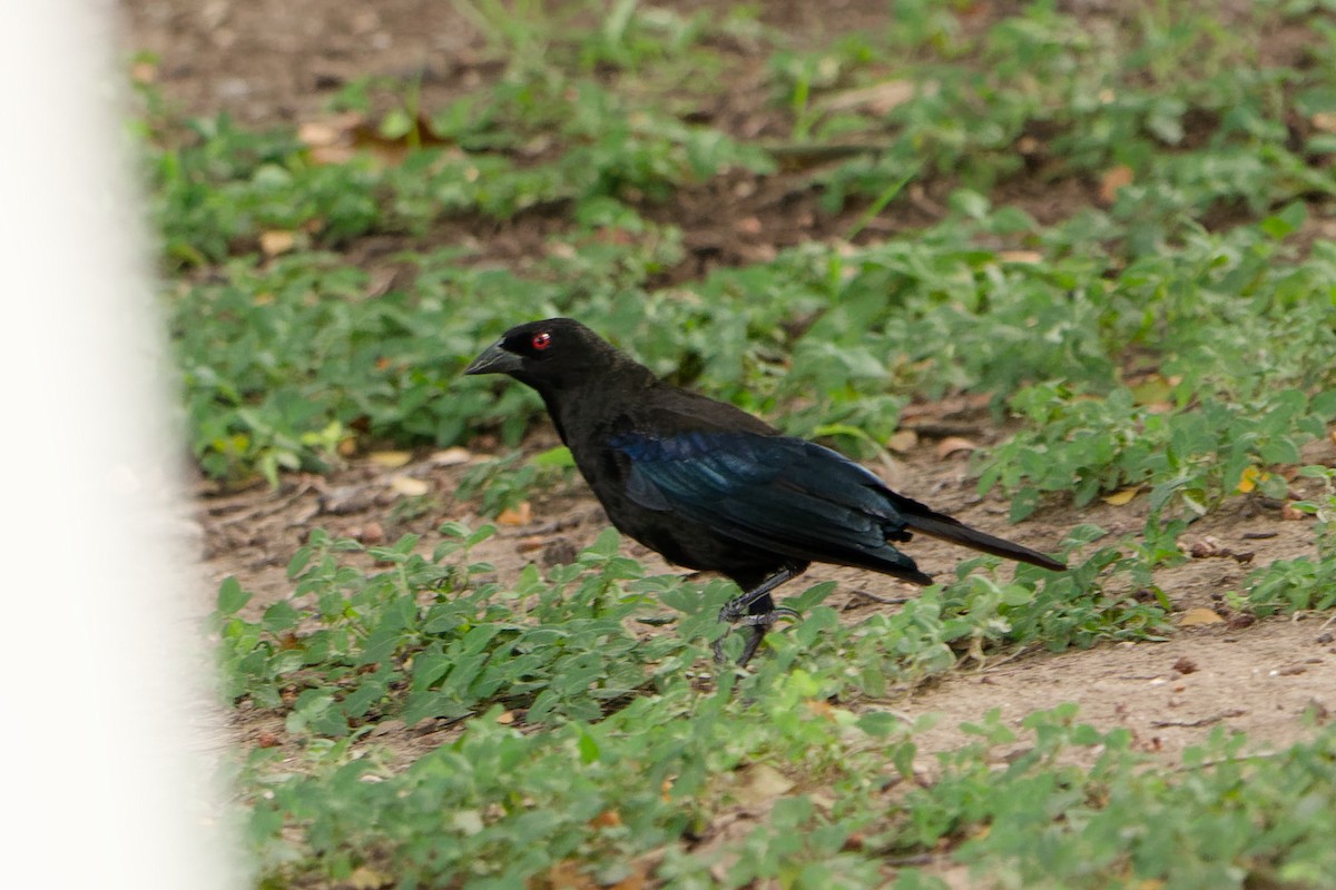 Bronzed Cowbird - ML641185883
