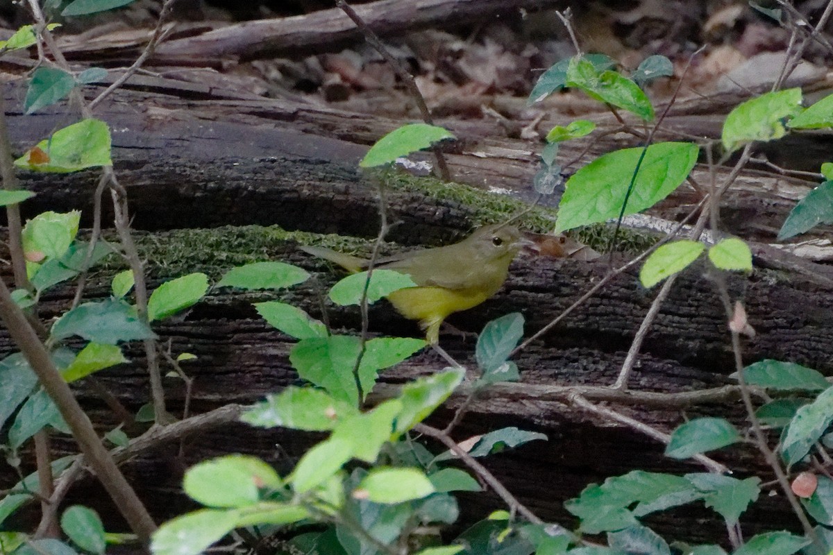Mourning Warbler - ML641185904