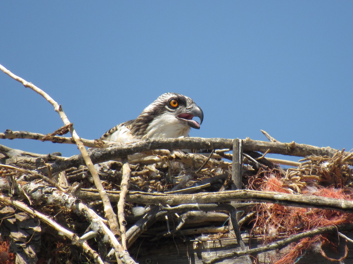 Osprey - ML64118591