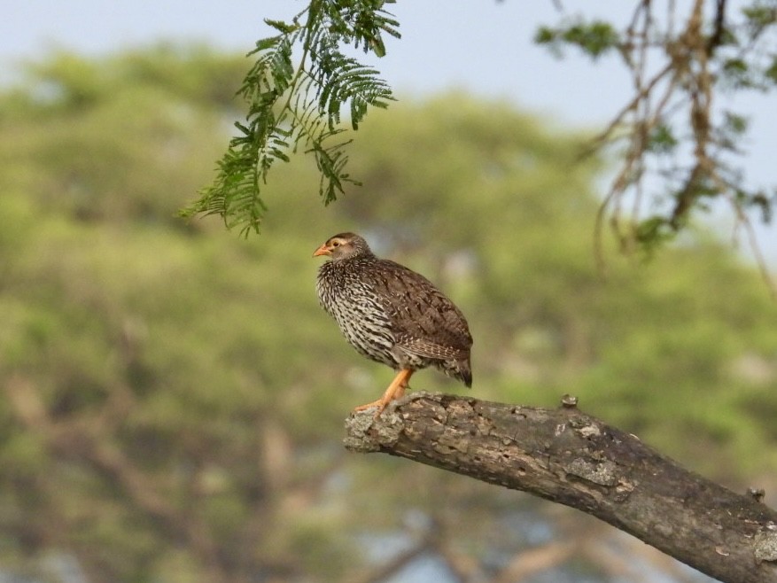 Heuglin's Spurfowl - ML641185949