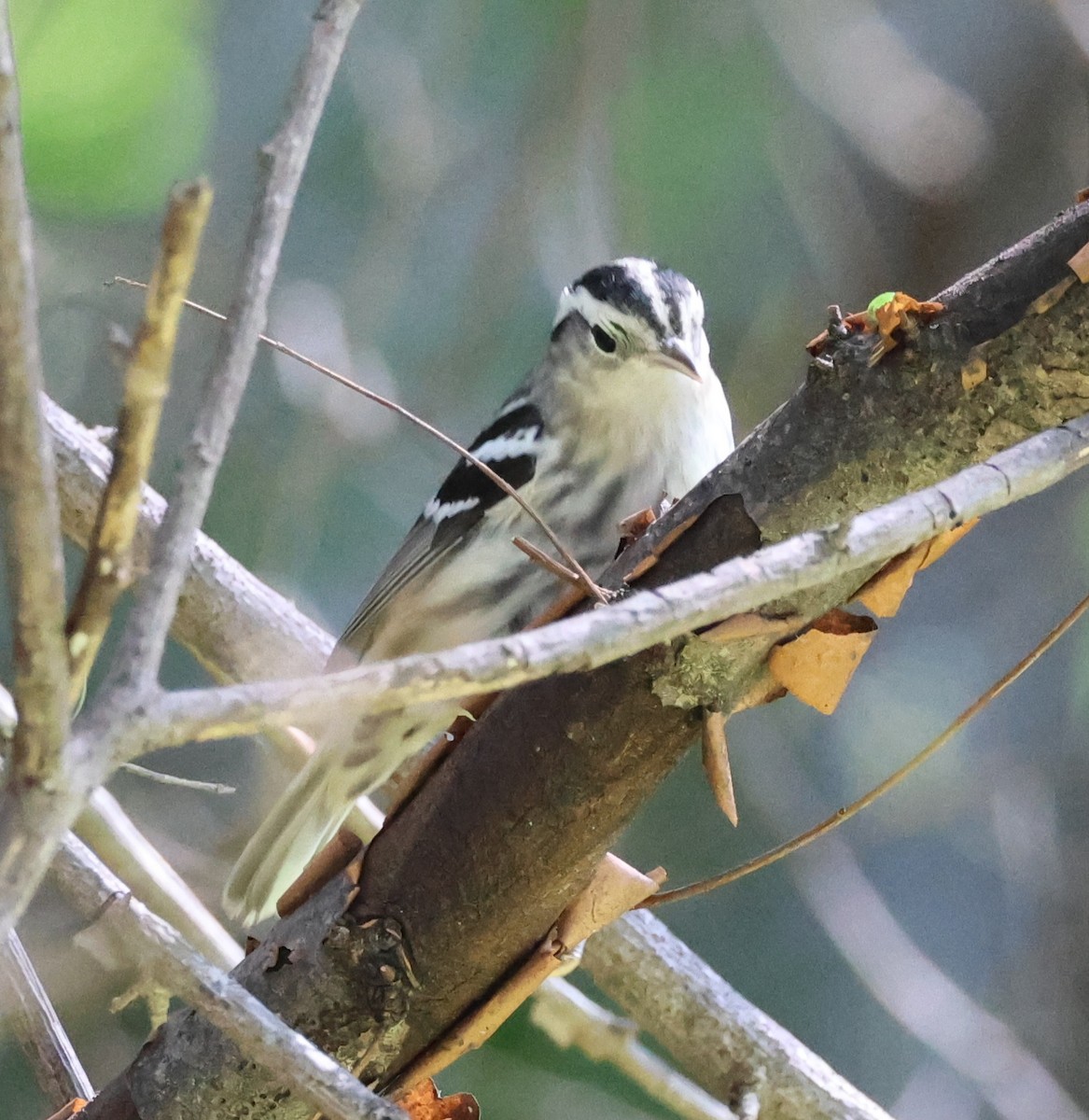 Black-and-white Warbler - ML641185957