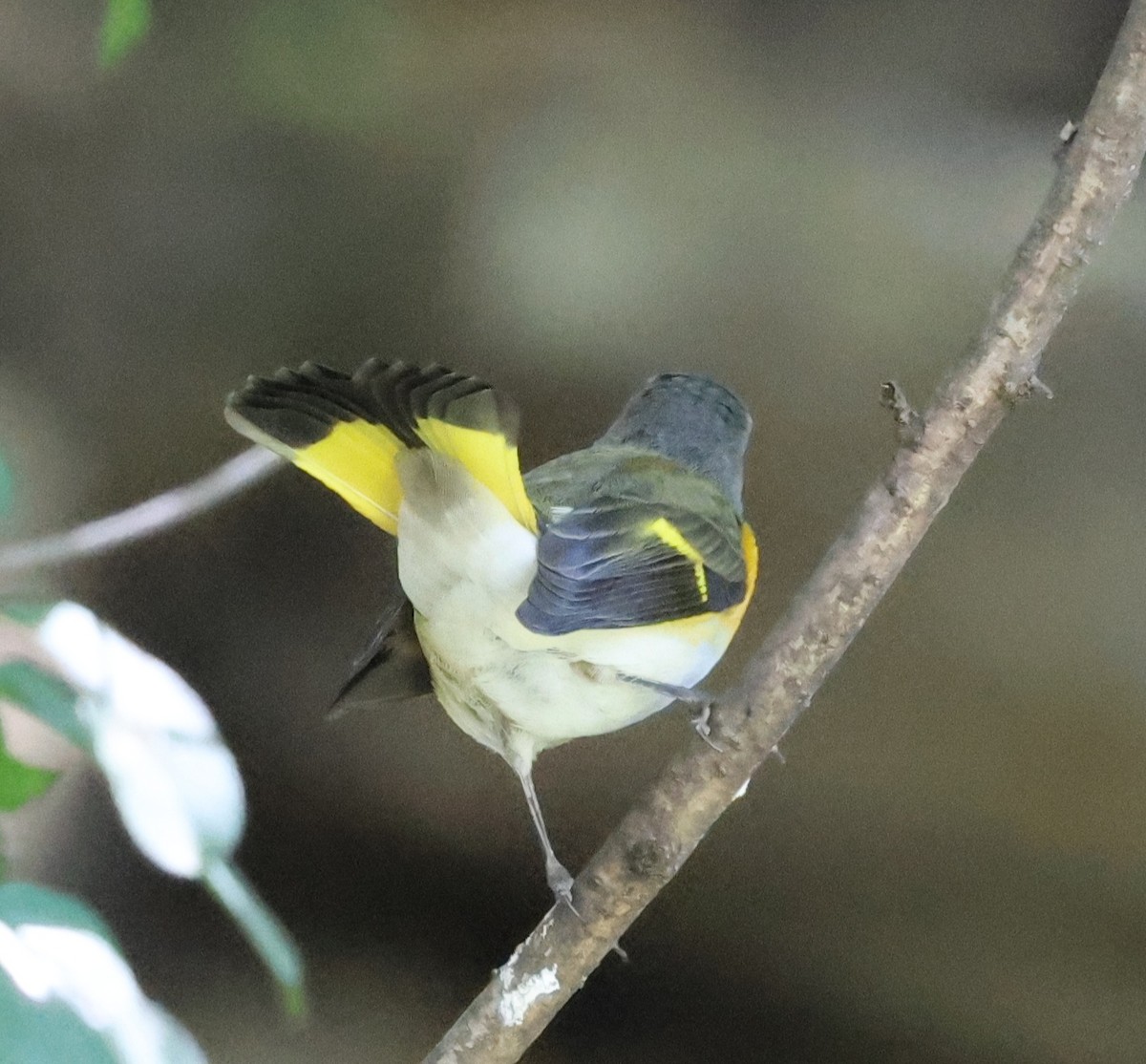 American Redstart - ML641185978
