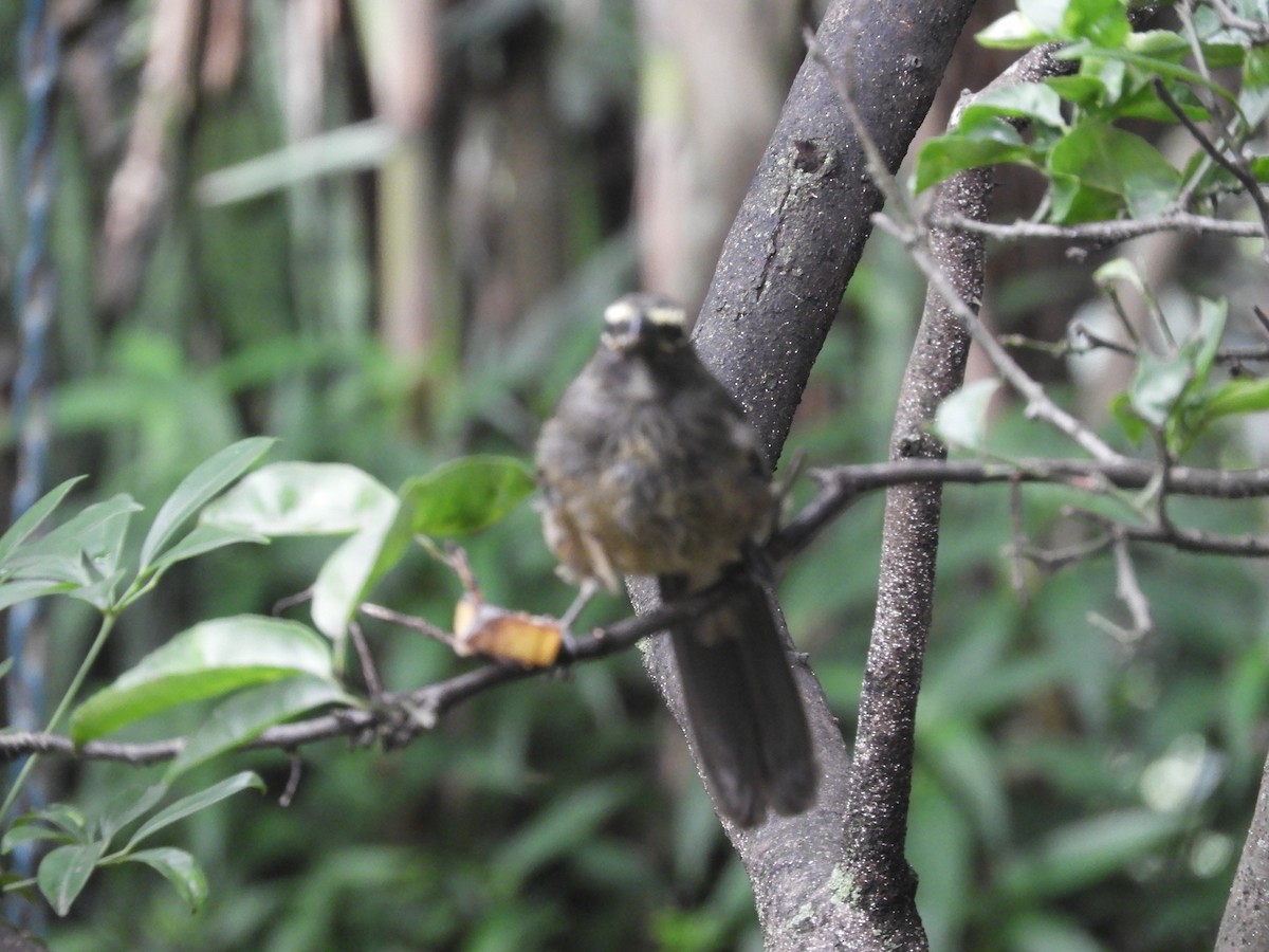 Cinnamon-bellied Saltator - ML641185985