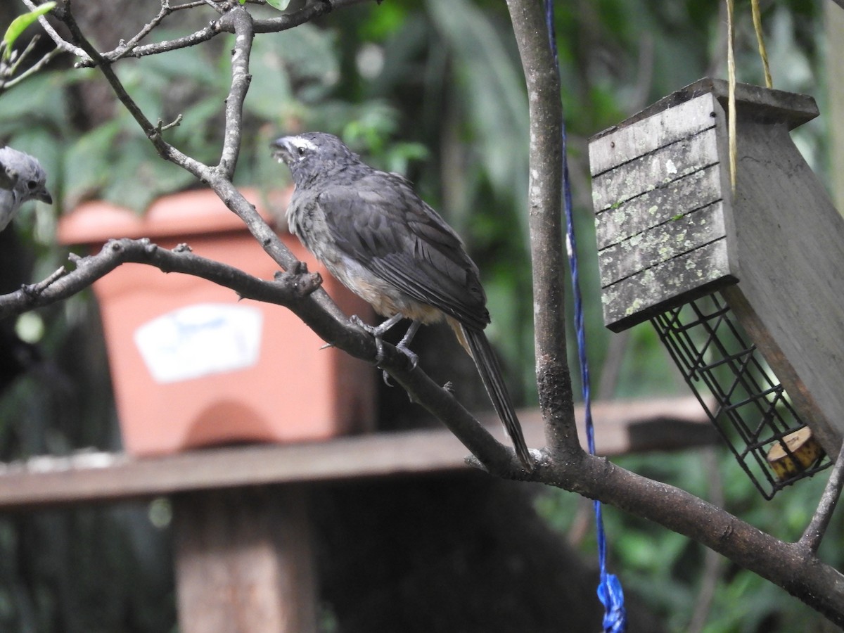 Cinnamon-bellied Saltator - ML641185987