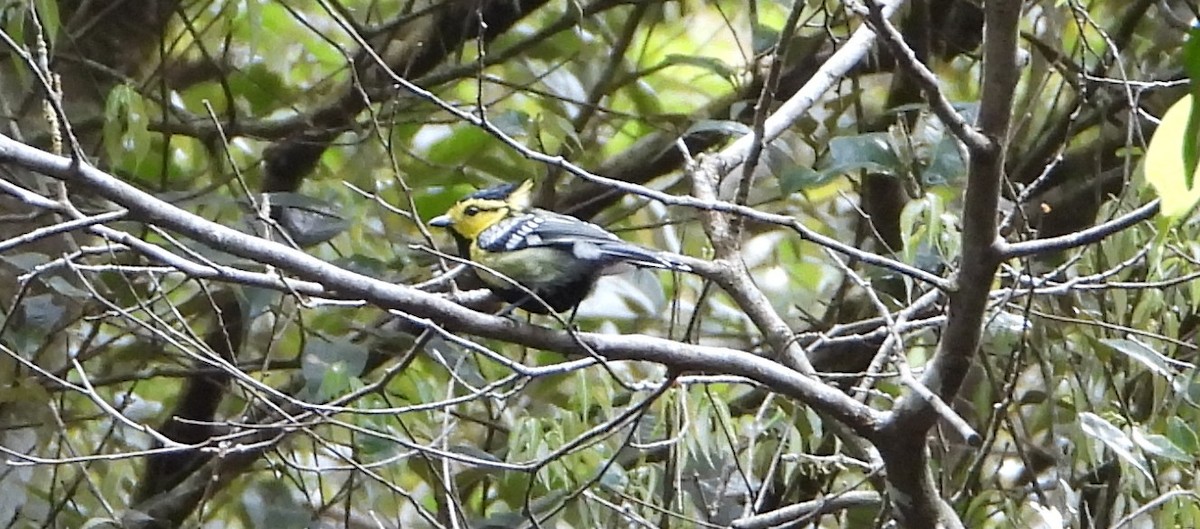 Yellow-cheeked Tit - ML641186076