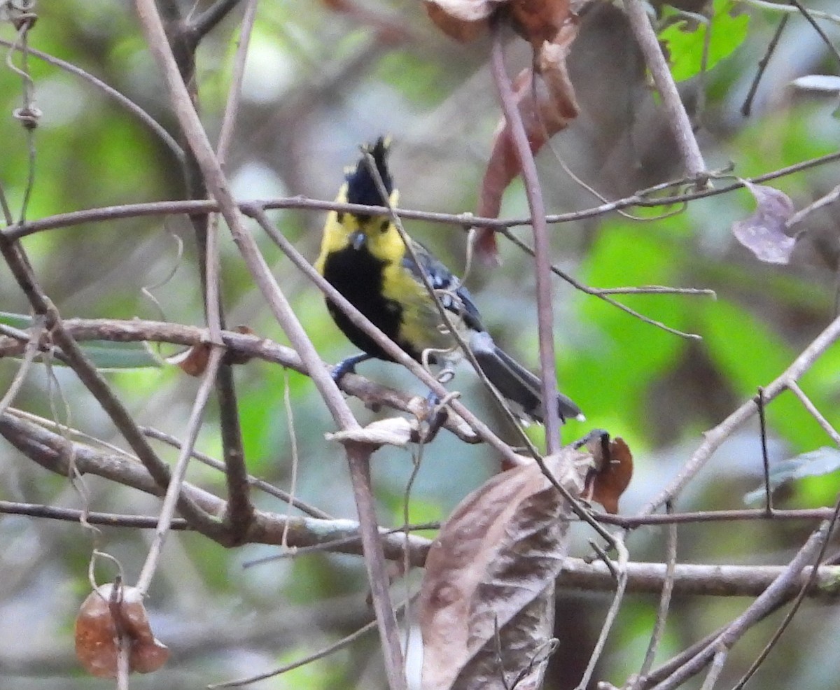 Yellow-cheeked Tit - ML641186077