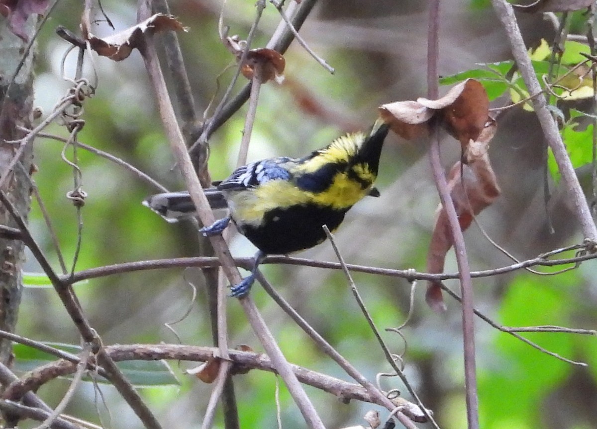 Yellow-cheeked Tit - ML641186078