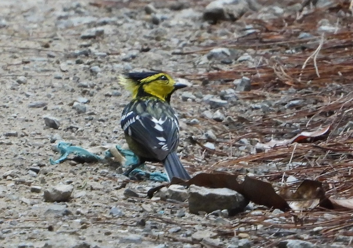 Yellow-cheeked Tit - ML641186079