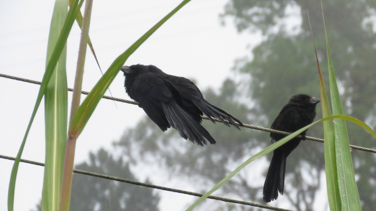 Smooth-billed Ani - ML641186092