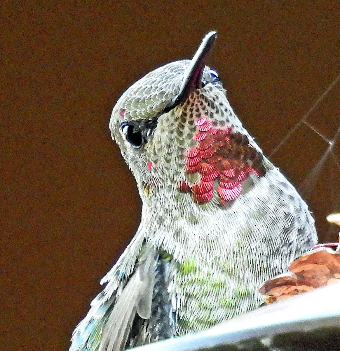 Anna's Hummingbird - ML641186124