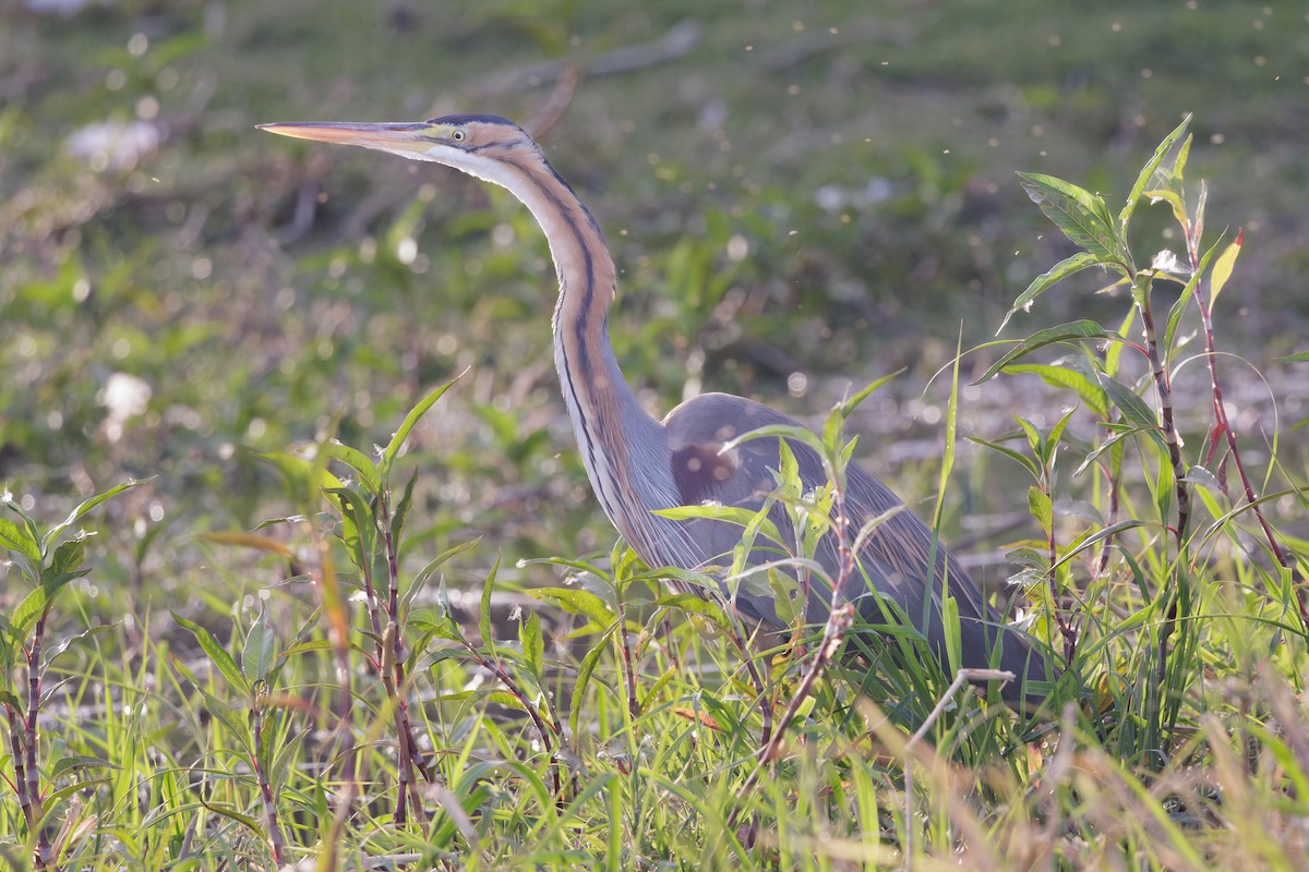 Purple Heron - ML641186134