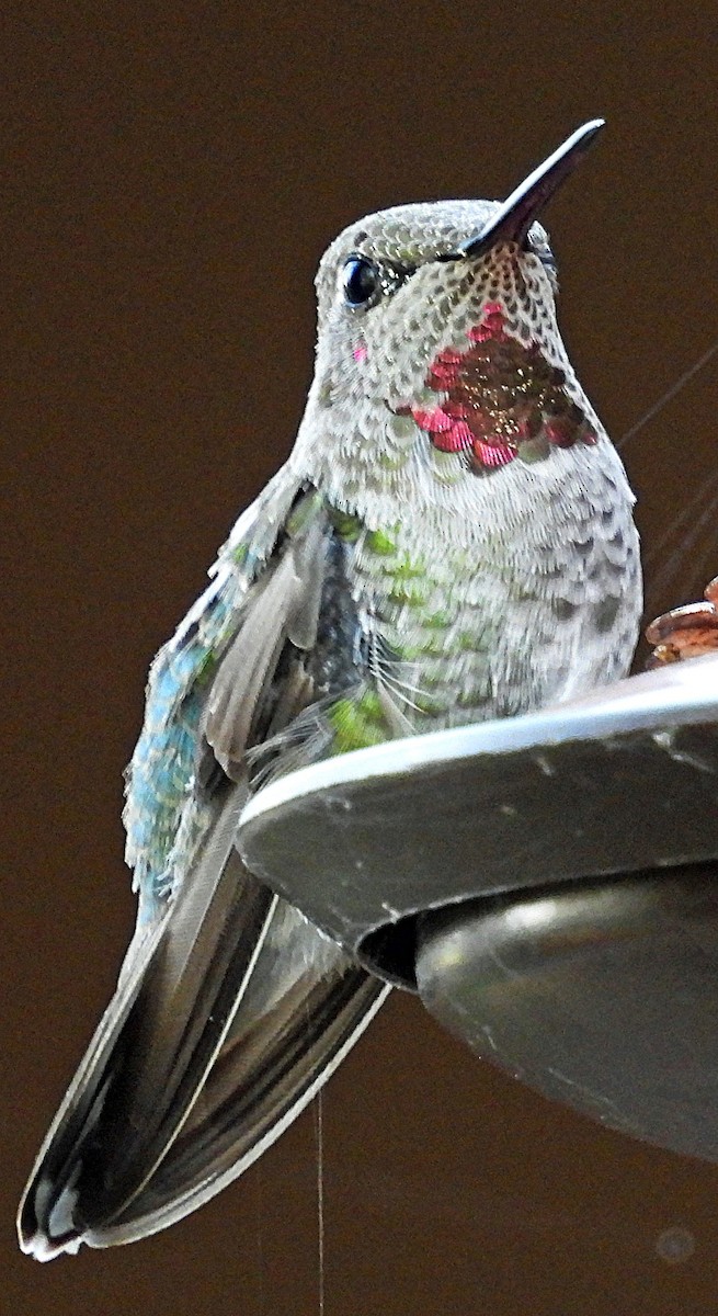 Anna's Hummingbird - ML641186143