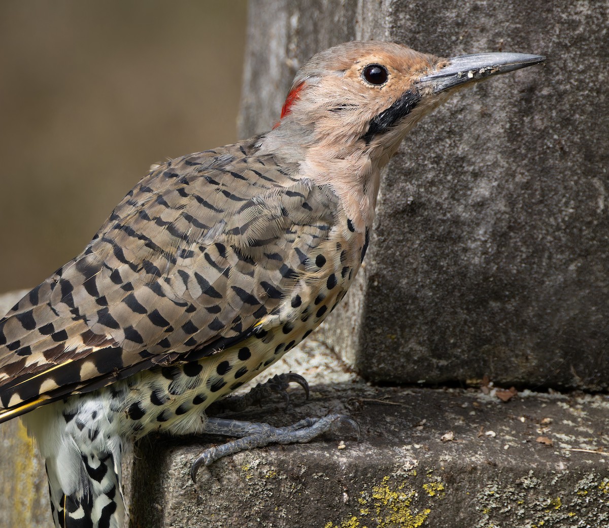 Northern Flicker - ML641186144