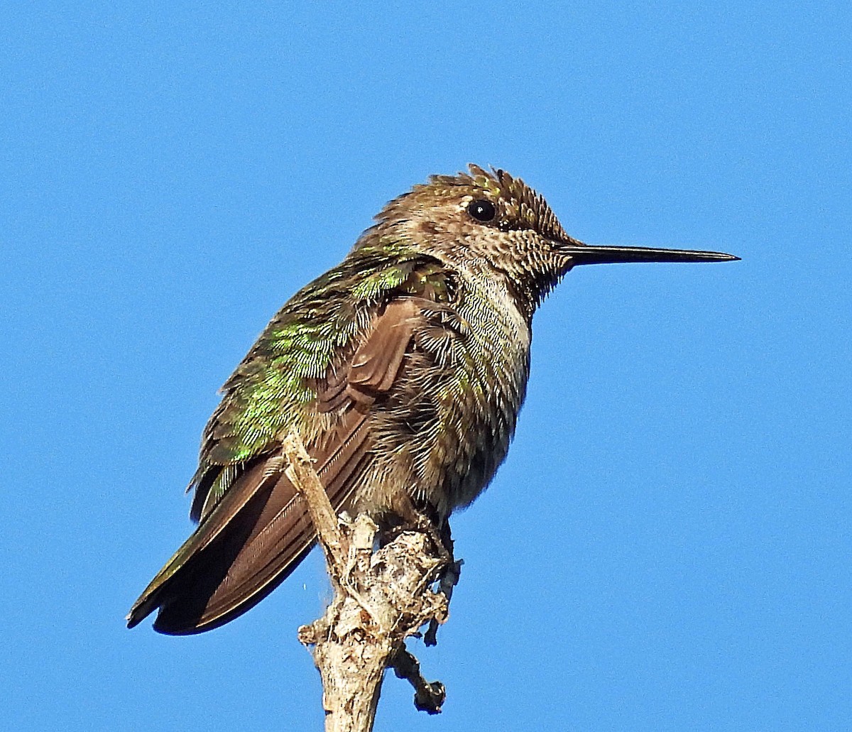 Anna's Hummingbird - ML641186162