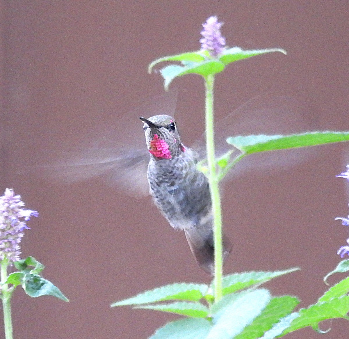 Anna's Hummingbird - ML641186186
