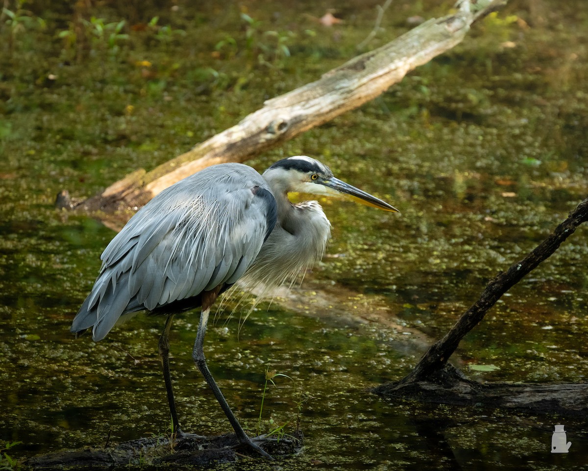 volavka velká - ML641186194