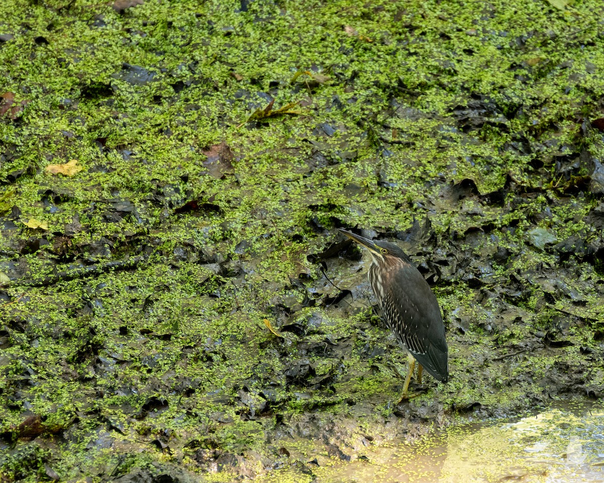 volavka zelenavá - ML641186199