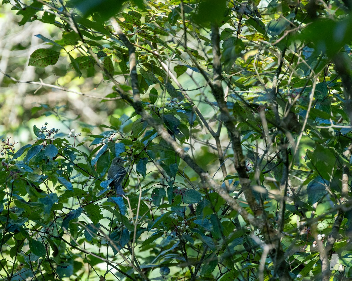 Mosquero Verdoso - ML641186203