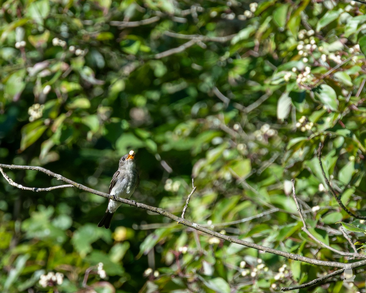 tyranovec východní - ML641186205