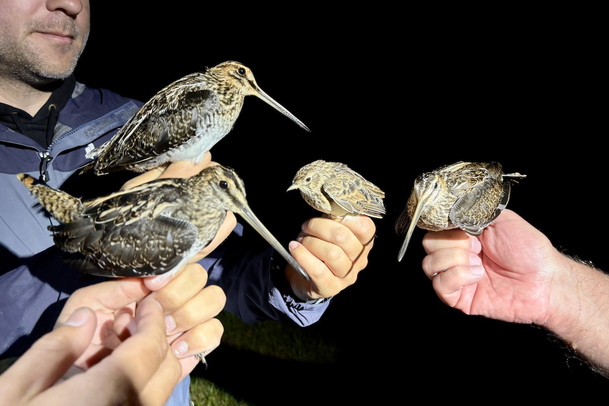 Common Snipe - ML641186209