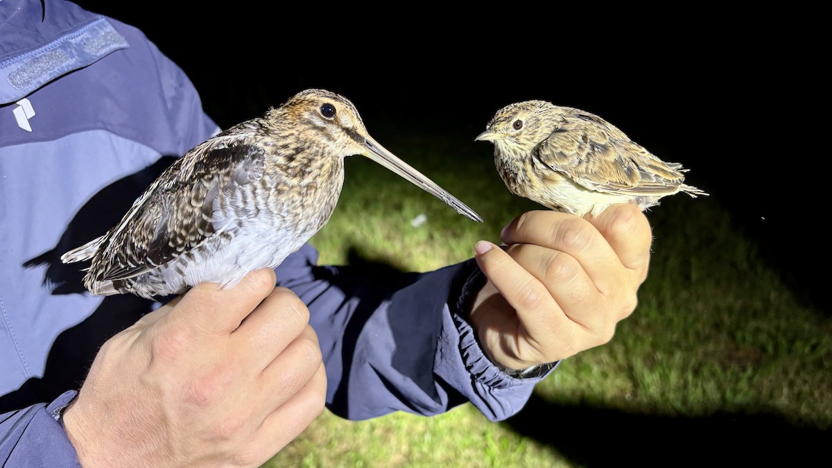 Common Snipe - ML641186210