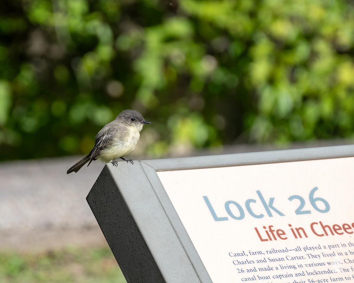 tyranovec domácí - ML641186211