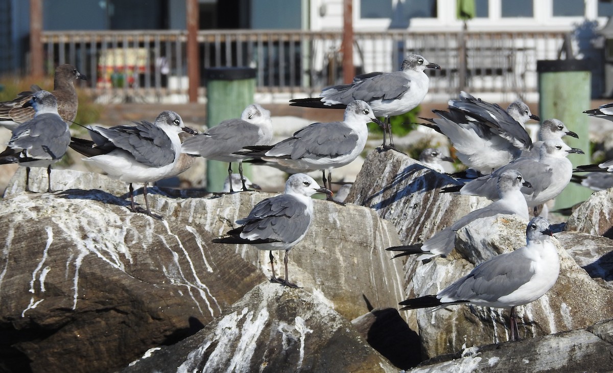 Aztekenmöwe - ML641186213